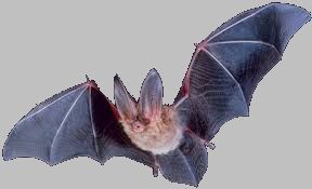 Swami Gyaneshwarpuri